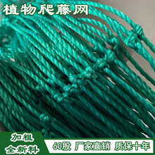 热推植物爬藤网 花卉丝瓜苦瓜葡萄瓜蒌豆角百香果园艺方格攀爬网