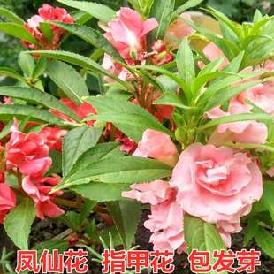 �P�ɻ��N�Ӳ軨�P�ɷN�Ӳݻ�ͥԺ���@�ļ��Nֲָ�׻��N���׻�