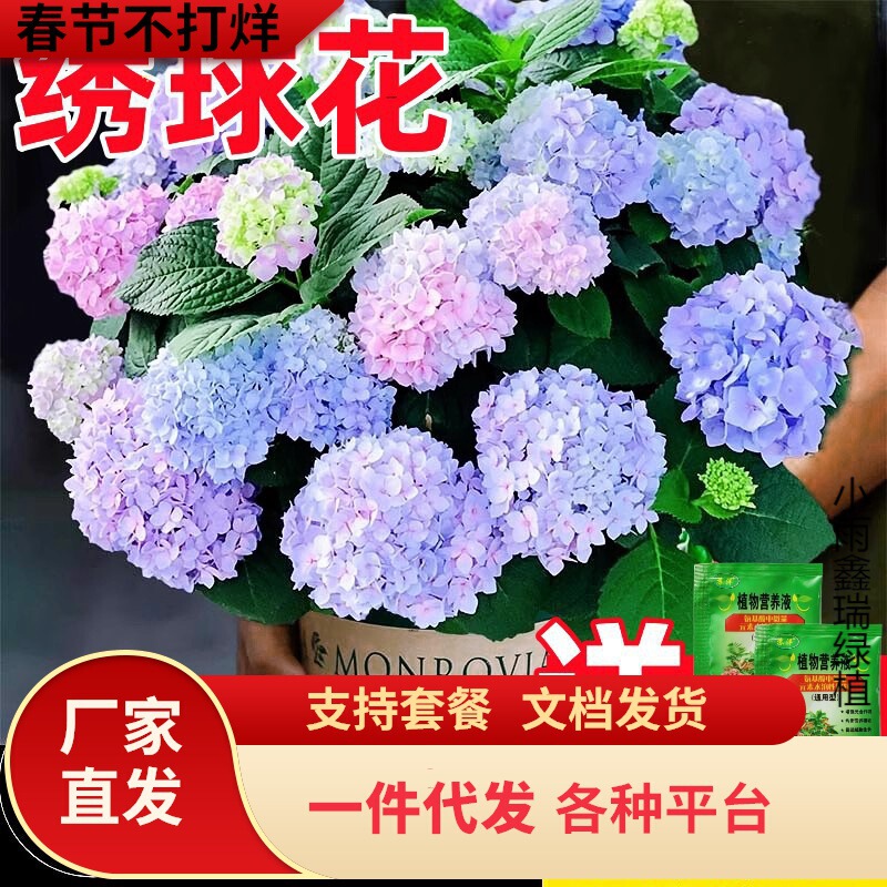 Dropshipping Hydrangea Seedlings, Endless Summer, Blooming in All Seasons, Hydrangea Potted Plants, Easy-To-Grow Flower Plants for the Courtyard