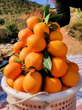 江西新鮮水果贛州安遠農家信豐甜橙子10斤20大果純甜