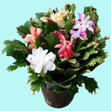 10颗蟹爪兰蟹兰苗仙人掌嫁接蟹爪兰盆栽蟹爪兰花苗蟹爪花