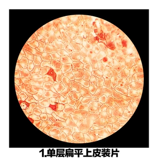单层扁平上皮装片等中考加试12片切片套装生物显微镜切片标本玻片