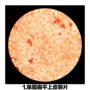 扁平中考生物单层玻片