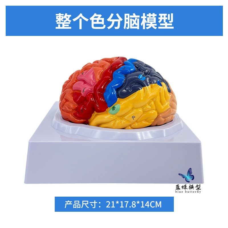 ��ѧ��������1:1���Թ��ܷ���ģ��ɫ����ģ�� ��ģ��Ƥ�����ģ��