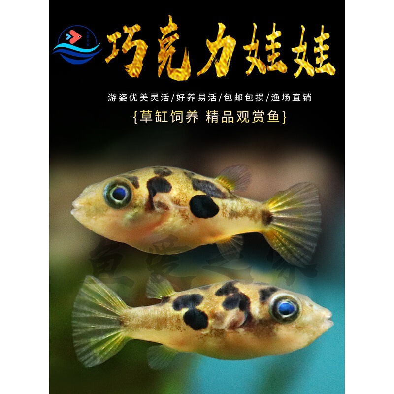 Chocolate Dollfish, Small Tropical Freshwater Ornamental Fish, Tool Fish, Snail-Eating Fish, Pufferfish, Live Specimen
