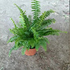 Base direct batch of wolf -tailed fern rainbow fern iron wire kidney fern creative micro -landscape pot fern plant small pot potting pot