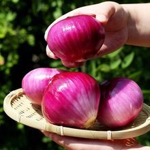 洋蔥紫皮新10斤洋蔥頭當季蔬菜生吃大圓蔥自種批發整箱5斤裝網紅
