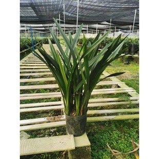 Molan Qihei Orchid Seedlings Fresh Plants Indoor Potted Fragrant Orchids Pink Fresh Color Annual Flowers Wholesale