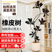 �ڽ�����Ƥ��͏d�����k���҃�������ش�����Gֲ�ļ����B��ֲ��