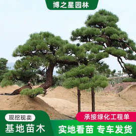 黑松树苗真罗汉松大树迎客松庭院名贵树盆景造型树别墅大型罗汉松