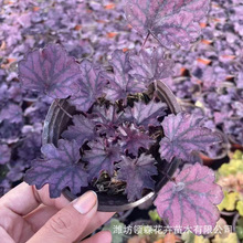 培育宿根多色花草矾根 耐寒耐冻观叶盆栽宿根花卉 养殖基地批发