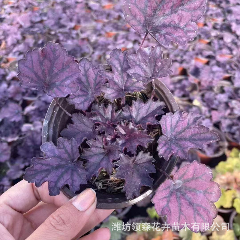 培育宿根多色花草矾根 耐寒耐冻观叶盆栽宿根花卉 养殖基地批发