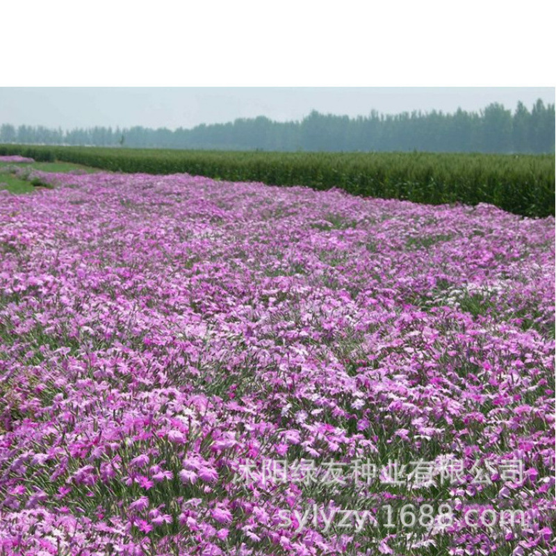 Semillas de flores, semillas de flores.