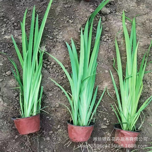 Aquatic Iris Yellow Calamus Price Aquatic Canna Wholesale Flower Sea Flower Mirror Flower Bed Greening