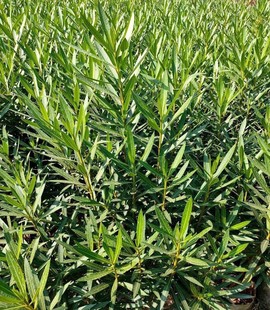 �A���� �S�� �S���� ë���N ��ľ ��ľ �ر� ��ƺ �G����r