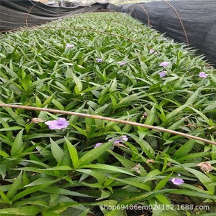Fujian Purple Flowering Loquat Tree 30cm Low Price Wholesale from Base with Complete Specifications and High Aesthetic Value