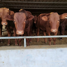 ��ľٝţЧ����� ��ţ�Nţ�Bֳ �����SţСţ�ٶ���һ�^