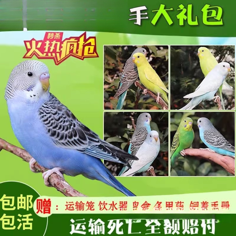 生きたオウム、生きた鳥、セキセイインコ、話す鳥、ペットの鳥、雲の斑点、小さな飼い慣らされたオカメインコ、生きた鳥|undefined