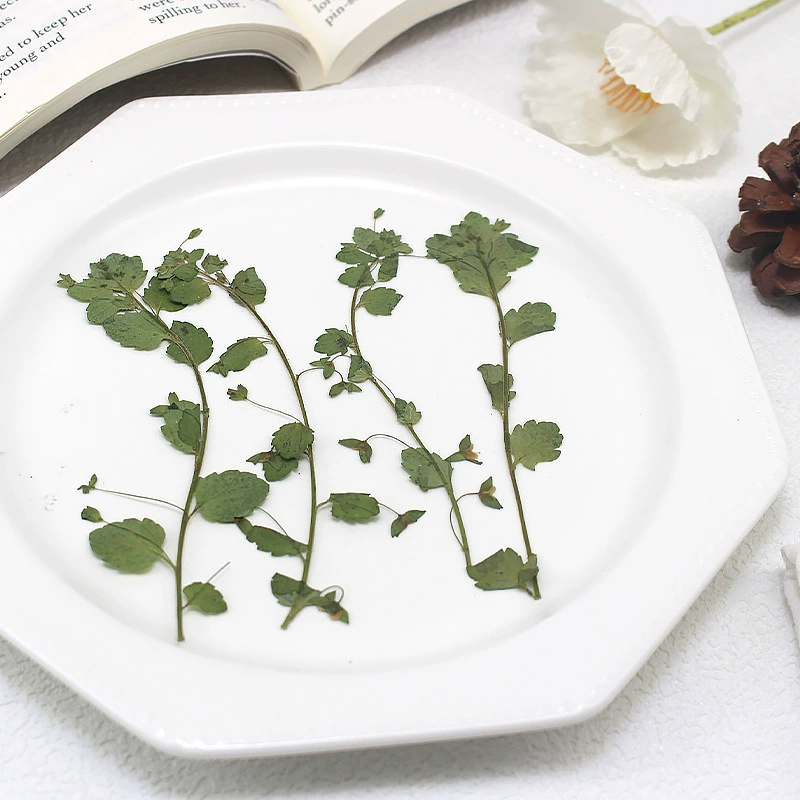 Фабрика Puna оптовая продажа сушеных цветов