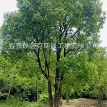 丛生香樟香樟树丛生熟货香樟万亩基地直销工程绿化树市政绿化行道