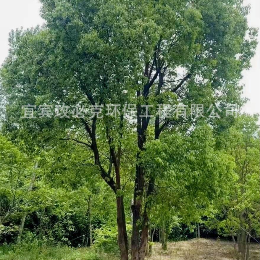 丛生香樟香樟树丛生熟货香樟万亩基地直销工程绿化树市政绿化行道