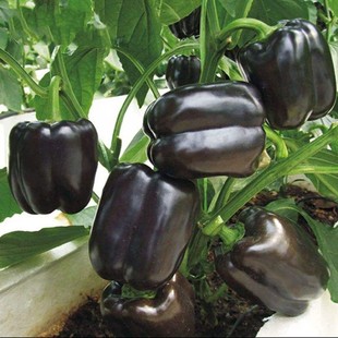 �ϲ������N���߲��𽷷N�Ѹ߮a�ļ����������\�����߲��������