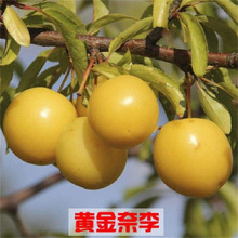 新品种果树苗李子树苗特大黄金蜜奈李子嫁接苗南北方种植当年结果