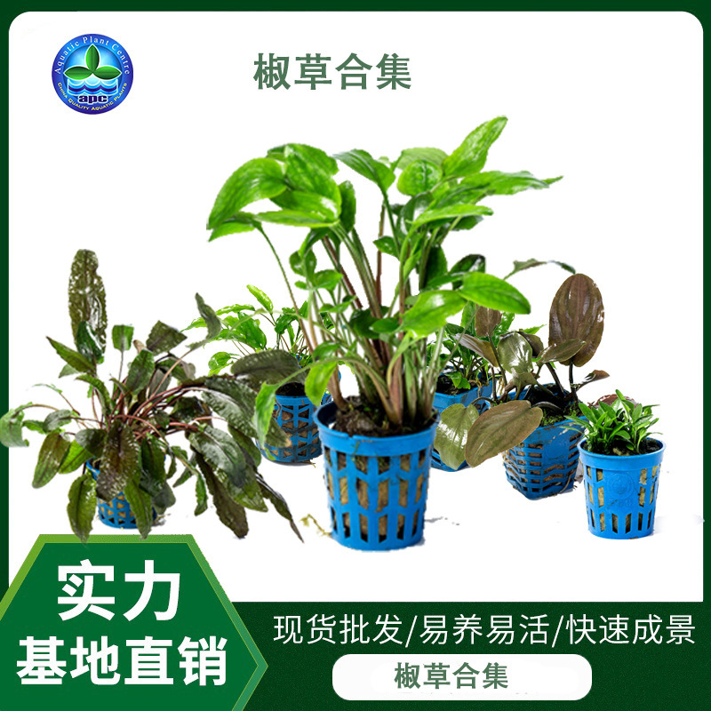 Small pepper grass water grass real water grass living wholesale fish tank good breeding resistance landscaping grass aquarium ornamental mini pepper