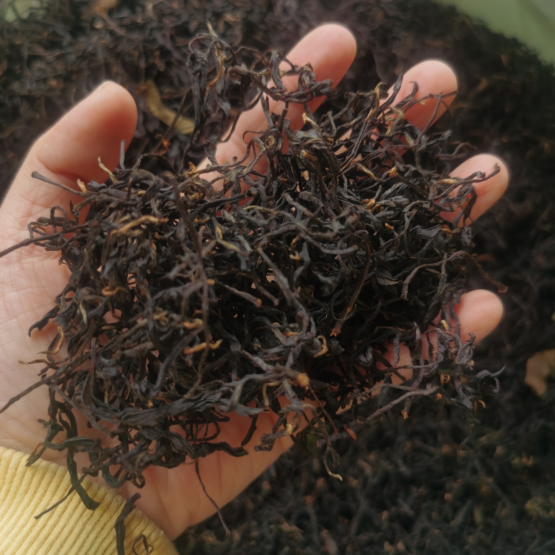 2024新出厂金牡丹 红茶，金牡丹毛茶 福建红茶