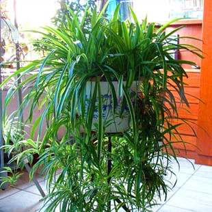 Large Gold-Edged Golden Heart Spider Plant Indoor Hanging Formaldehyde-Absorbing Air Purifying Hydroponic Green Plant Potted Florals All Year Round