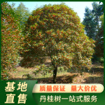 浦城丹桂 地径33/34/35公分桂花树 景区红花桂花树装饰 基地直售