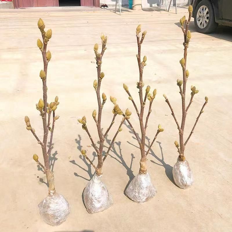 盆栽矮化嫁接玉兰苗紫玉兰花树苗红白黄玉兰南北方种耐寒花卉植物