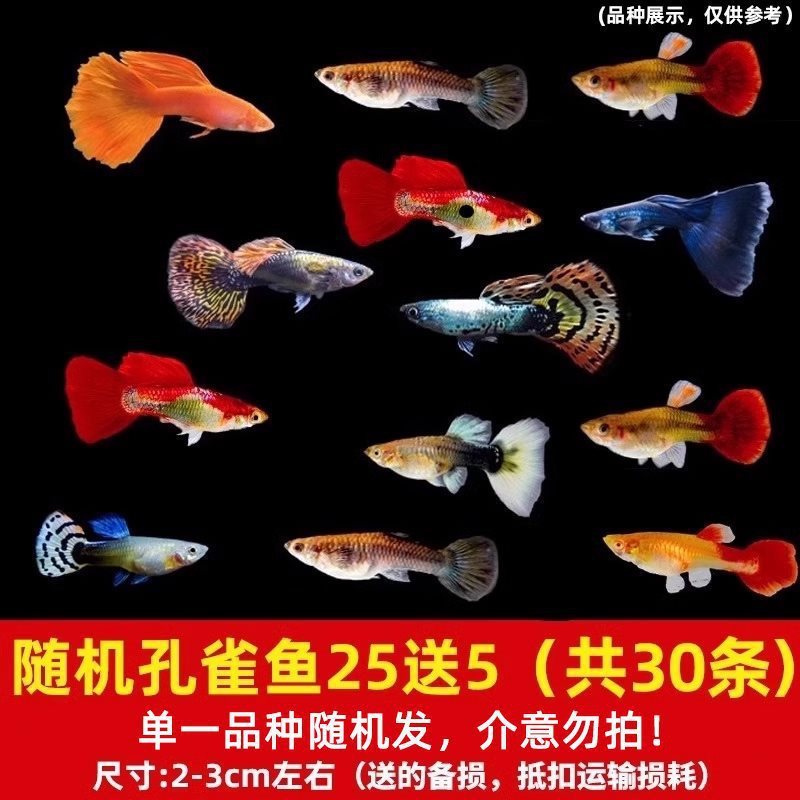 グッピー、フェニックステール、淡水、繁殖しやすく、育てやすい、純種のランプ科の小型熱帯魚観賞魚の稚魚|undefined