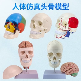 教学演示用品;学校课桌椅;医药教学器材