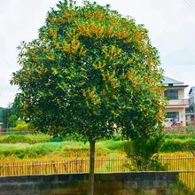 �𻨘���������Դ��������ļ���ʳ���҃���ͥԺ�����������_