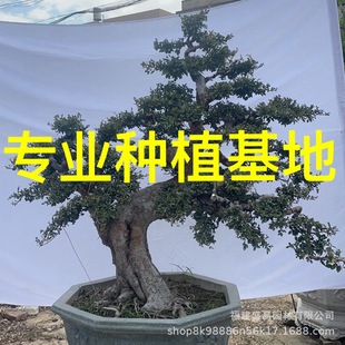 ���������ܘ䘶 ���K���ܹŘ��������� �ܘ䘶�^�r���ܘ��辰���l