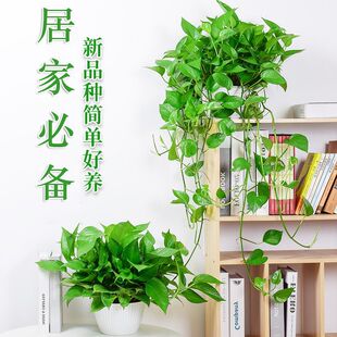 �L�پG�}�Gֲ�����҃�����ȩ�����՚��L�ٴ���G�j���m����С����