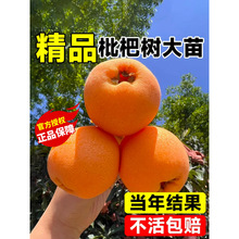 枇杷树苗无核砂糖枇杷苗嫁接无核枇杷树盆栽特大庭院种植当年结果