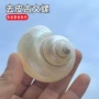 古文去皮荧光天然海螺
