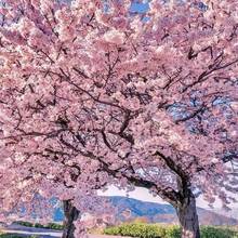 一件代发日本樱花树苗木庭院南北方种植盆栽大绿化风景树苗室外花