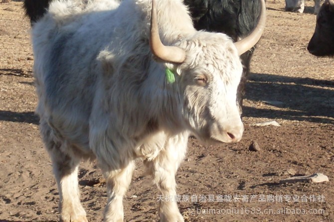 白牦牛养殖白牦牛价格白牦牛批发海牦牛多少钱一头牦牛肉什么价格