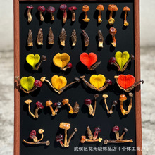 Ұ���������NĢ����֬���zС�tĢ����Ȼ�L��diy�������