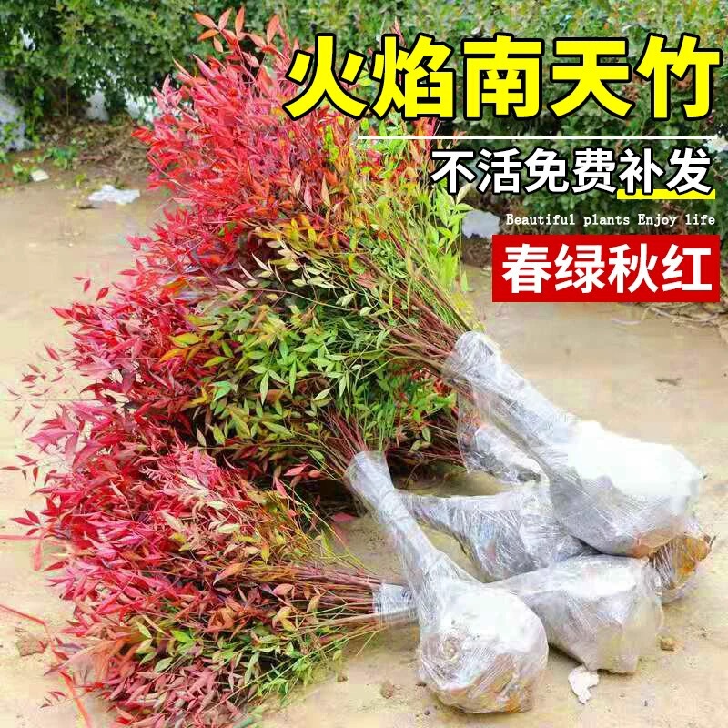 Nantian Bamboo Seedlings for Courtyard Greening, Cold-Resistant Flowers, Living Room Balcony Potted Plants, Evergreen All Year Round, Red Nantian Bamboo Saplings with Red Leaves