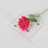 Light rose red (Flannel small horned rose)