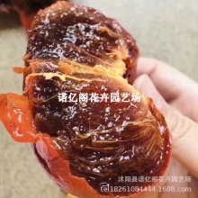 ��Ʒ�N�͸�ɽ����������óԲ�������o�˺�������Ә���޽ӹ���