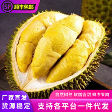 金枕头榴莲树熟新鲜速冻榴莲肉无壳冷淡榴莲果肉水果批发商用包邮