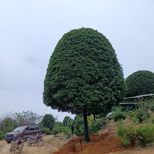 湖南桂花树基地批发八月桂金桂丹桂带土球庭院植物庭院绿化