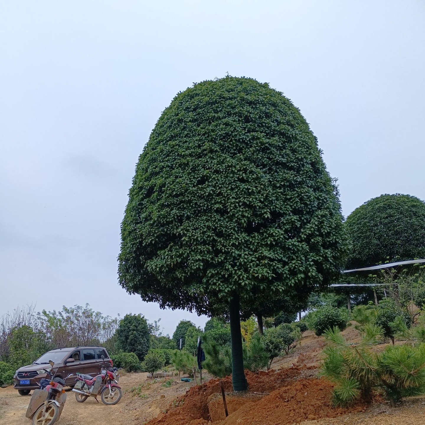 湖南桂花树基地批发八月桂金桂丹桂带土球庭院植物庭院绿化