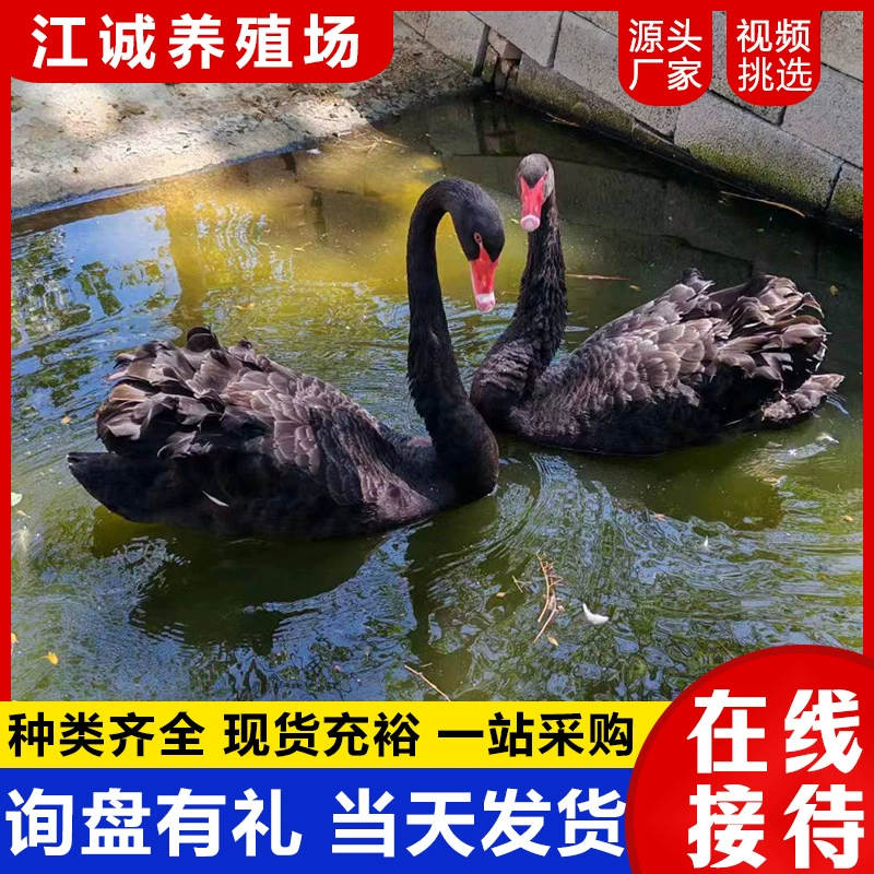 Живые экземпляры красноклювых бирок, черных лебедей, живых утят, домашних водоплавающих птиц, серых гусей, диких гусей и гусей Ландес для декоративных целей в живописных садах.