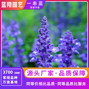 A Bunch of Blue Seeds, Blue Sage, Four-Season Lavender, Greening Flower Bed Seeds, Flower Mirrors, Fresh Cut Flowers, Ornamental Flower Seeds